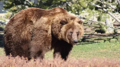 托雷斯赛季进球超越巴塞罗那生涯最佳，总进球数达12球